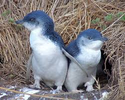 Où voir des manchots en Nouvelle-Zélande et non des pingouins ?